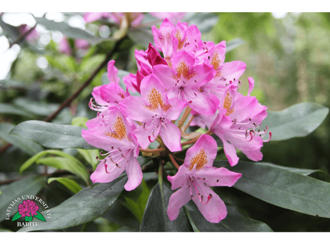 Rhododendron   'Ponticum Roseum'